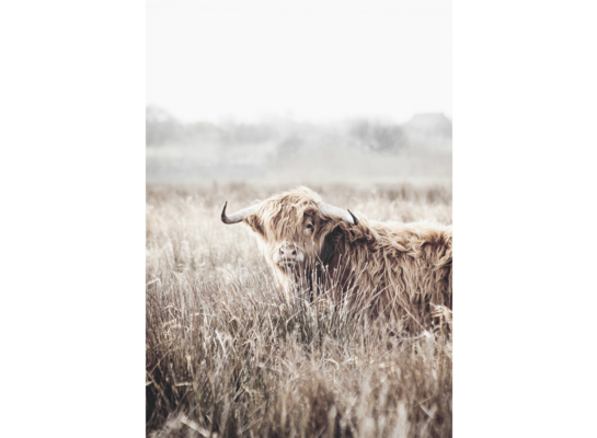 Obraz na płótnie 100 x 70 cm Krowa