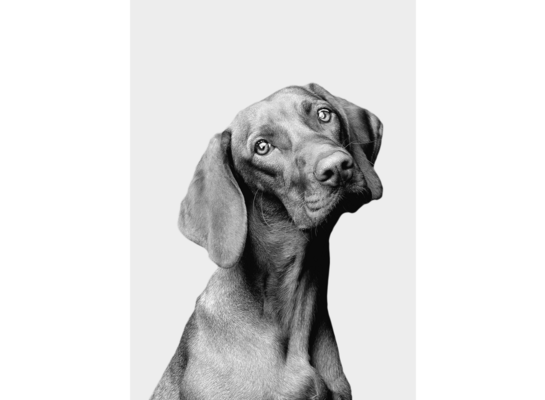 Obraz na płótnie 50 x 70 cm Pies