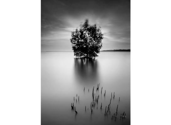 Obraz na płótnie 50 x 70 cm Drzewo jezioro