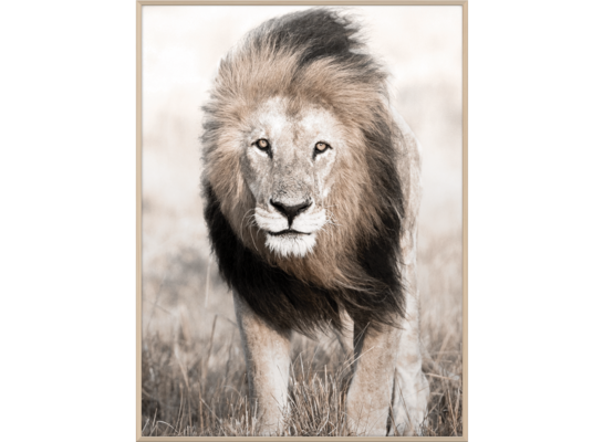 Obraz w drewnianej ramie 30 x 40 cm Lew