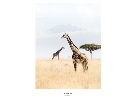 Obraz na płótnie 50 x 70 cm Kimana