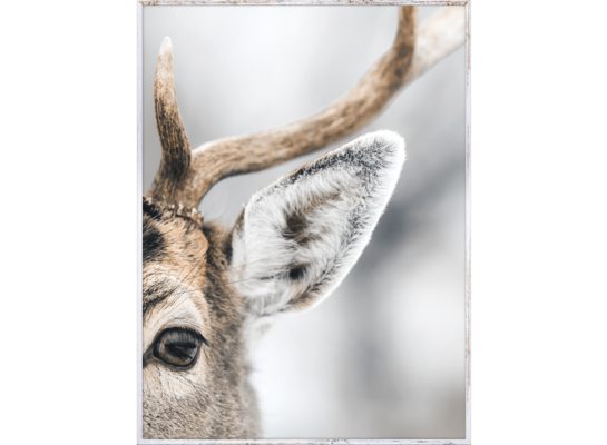 Obraz w drewnianej ramie 30 x 40 cm Jeleń