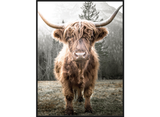 Obraz w czarnej ramie 30 x 40 cm Krowa