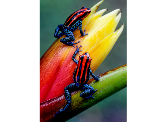 Obraz na płótnie 50 x 70 cm Żabki