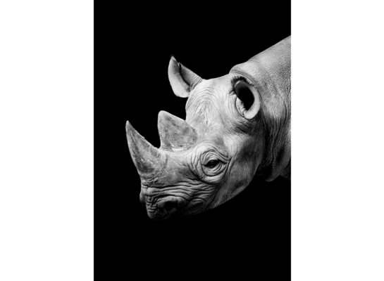 Obraz na płótnie 100 x 70 cm Nosorożec