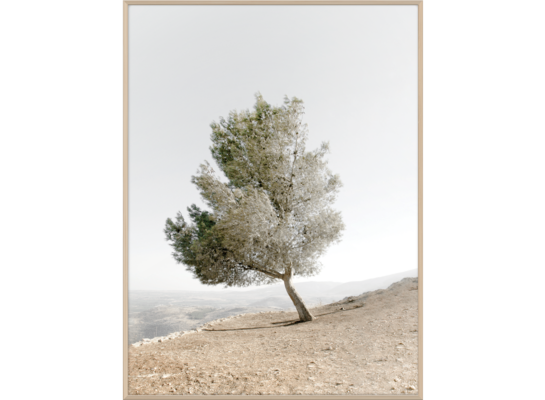 Obraz w drewnianej ramie 30 x 40 cm Drzewo Oliwkowe