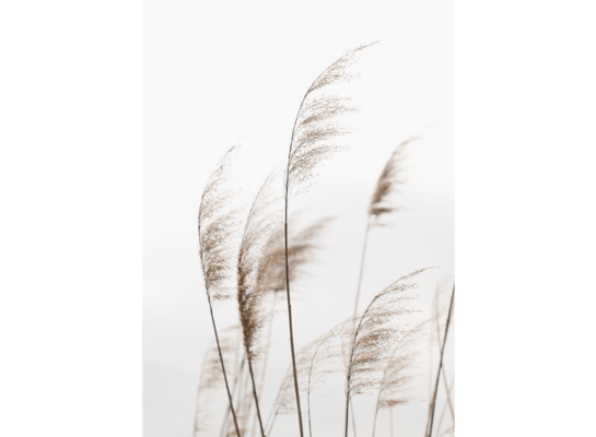 Obraz na płótnie 50 x 70 cm Trawy