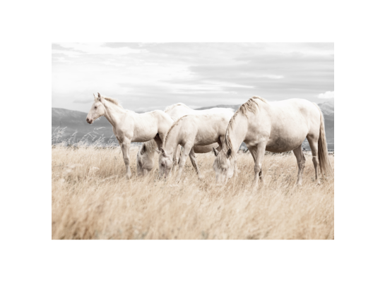 Obraz na płótnie 100 x 70 cm Konie Białe