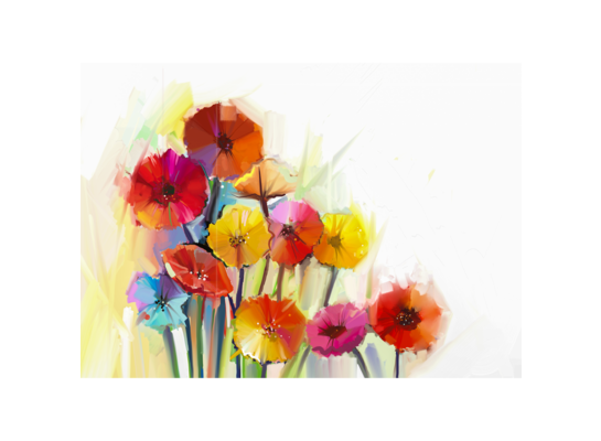 Obraz na płótnie 100 x 70 cm Gerbery