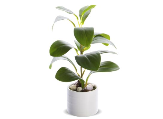 Roślina dekoracyjna kwiat fikus 25 cm