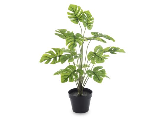 Roślina dekoracyjna kwiat monstera 50 cm