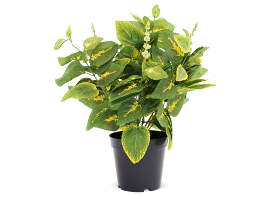 Roślina dekoracyjna kwiat pokrzywka 40 cm