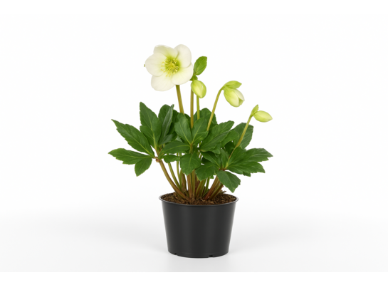 Ciemiernik sr don. 12 cm wys. 20 cm
