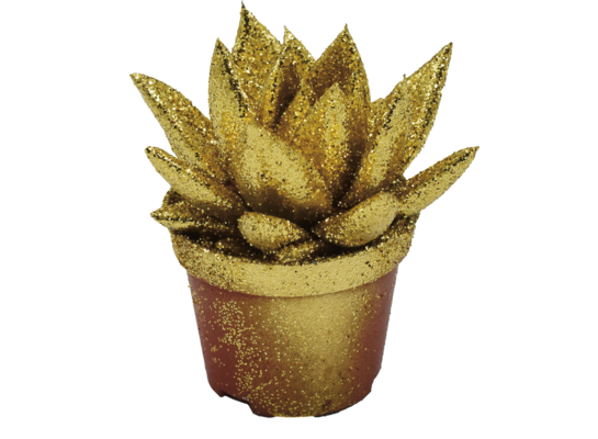 Echeveria coloured Mix wys. 15 cm don. 10,5 cm