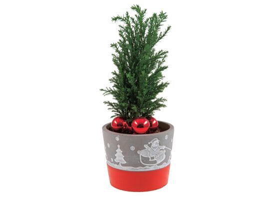 Cyprysik w świątecznej osłonce PADA ŚNIEG wys. 15 cm don. 12 cm