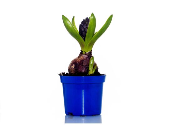 Hiacynt wys. 10 cm don. 8 cm mix