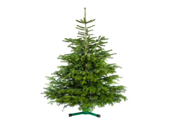 Jodła kaukaska cięta 150 - 175 cm