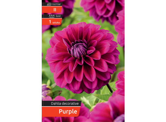 Dalia Decorative Purple kapers II
