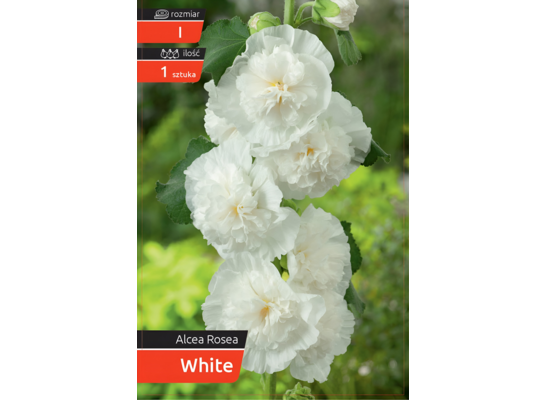 Malwa White kapers I