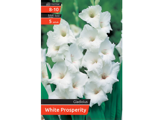 Mieczyk White Prosperity kapers 8-10