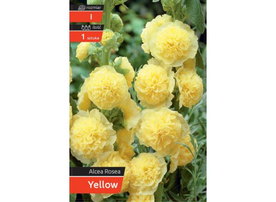 Malwa Yellow kapers I