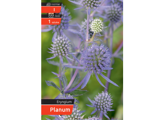 Mikołajek Planum kapers I