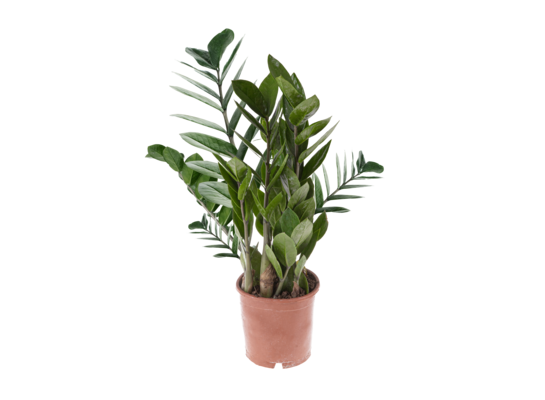Zamioculcas wys. 40 cm don. 12 cm