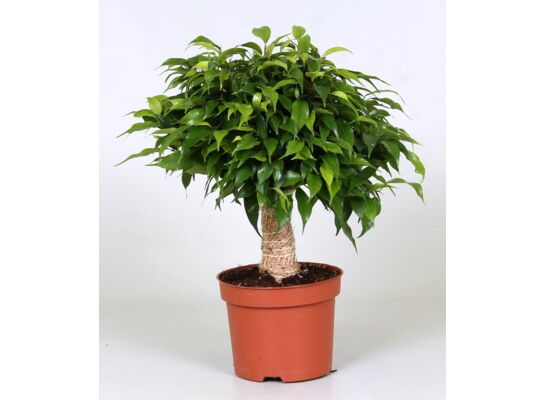 Fikus Be Natasja 33 cm doniczka 12 cm