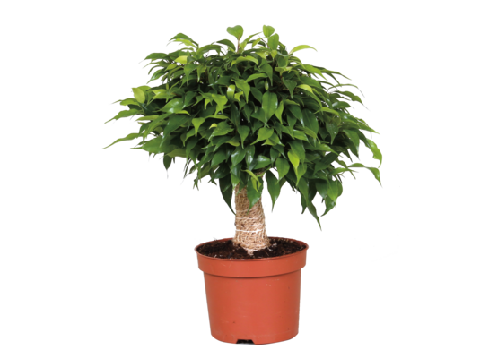 Fikus Be Natasja 33 cm doniczka 12 cm
