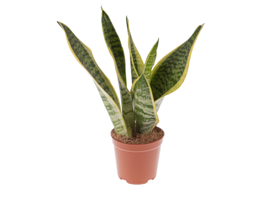 Sansewieria wys. 30 cm, don. 12 cm