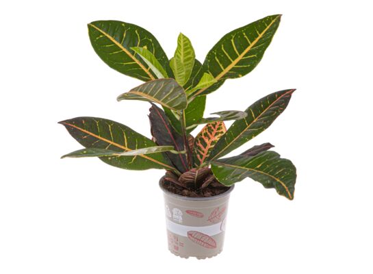 Kroton wys. 45 cm don. 14 cm