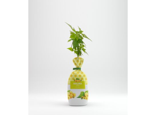 Malina żółta w balocie wys. 35 cm