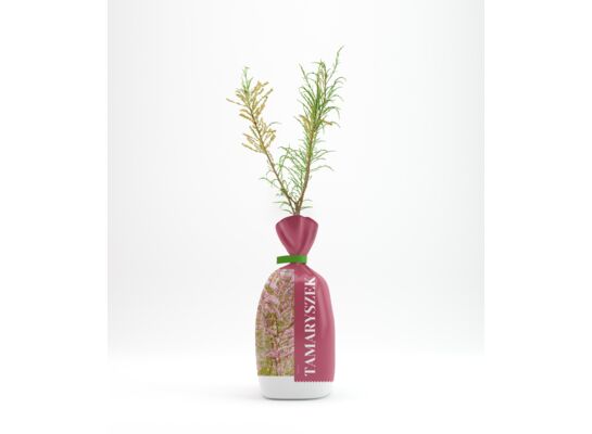 Tamaryszek w balocie wys. 35 cm