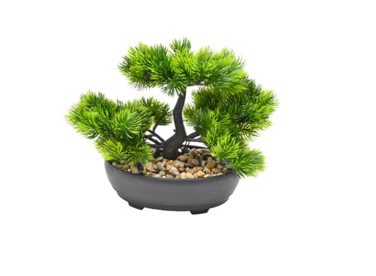 Roślina bonsai w doniczce 20 cm zielona
