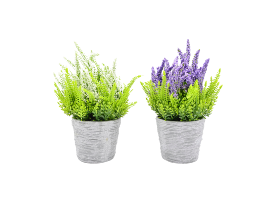 Roślina w doniczce lawenda 23 cm mix kolorów