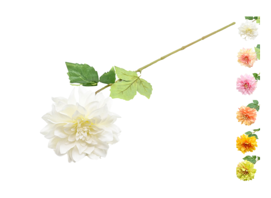 Dalia pojedyncza 60 cm mix kolorów