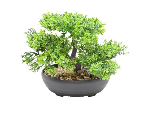 Roślina bonsai w doniczce 20 cm zielona