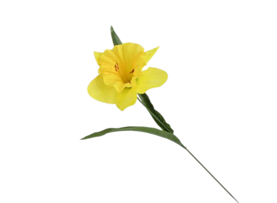 Żonkil pojedynczy 44 cm żółty