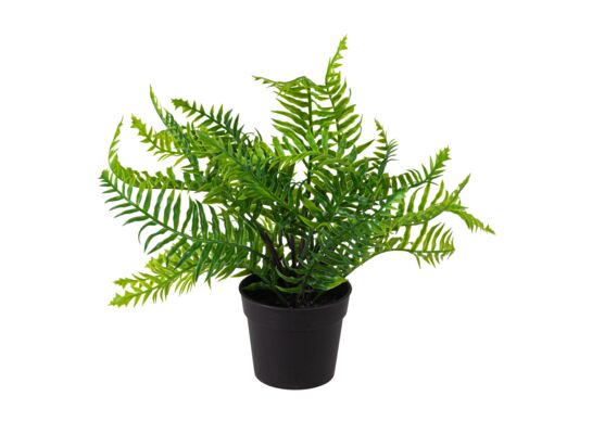 Paproć w doniczce 37 cm zielona