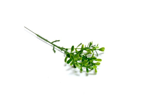 Gałązka bukszpanu 20 cm zielona
