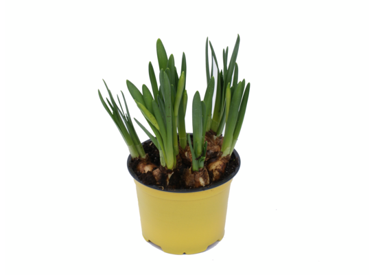 Narcyz wys. 20 cm don. 12 cm