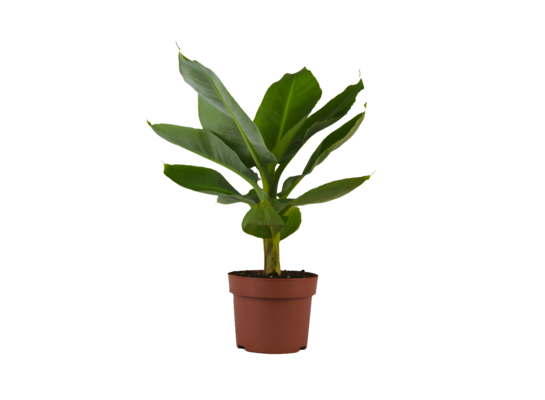 Bananowiec wys. 65 cm, don. 17 cm