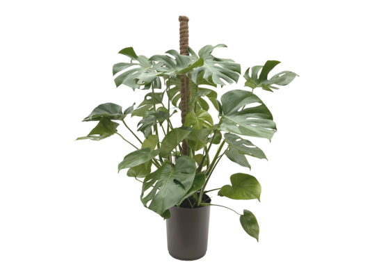 Monstera deliciosa na pniu wys. 100 cm don. 25 cm