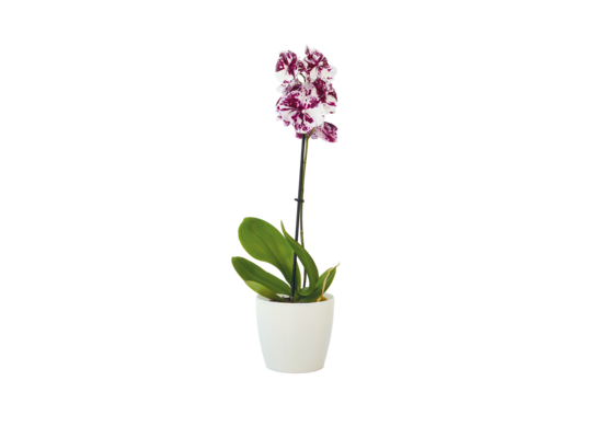 Phalaenopsis 1-pędowy mix wys. 55 cm don. 12 cm bez osłonki