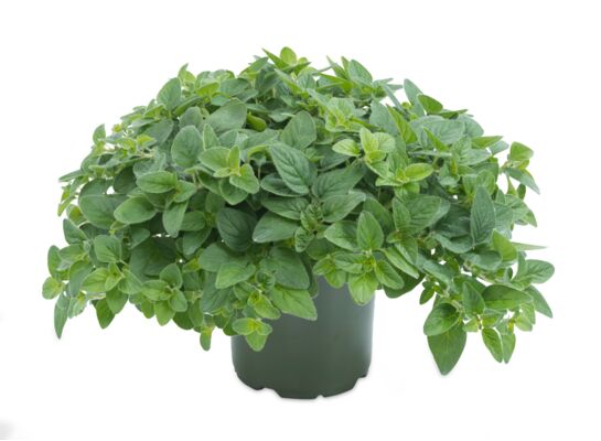 Oregano wys. 40 cm don. 15 cm