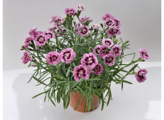 Goździk mix wys. 25 cm don. 12 cm