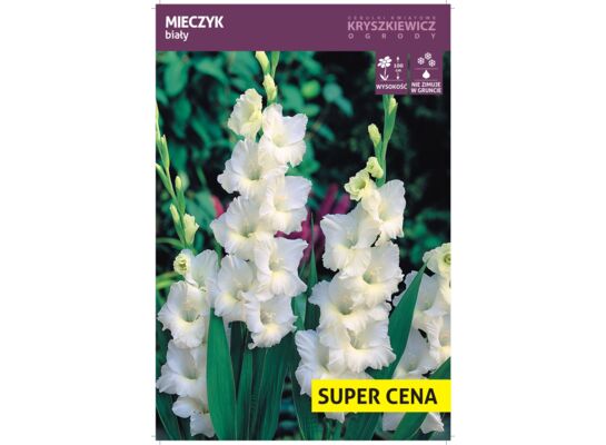 Cebula kwiatowa Mieczyk biały luz 14 - 16 cm