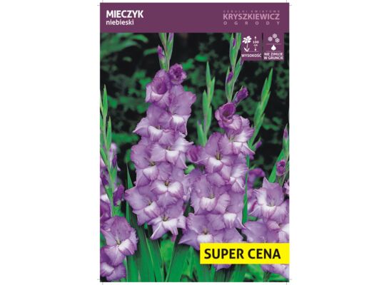 Cebula kwiatowa Mieczyk niebieski luz 14 - 16 cm