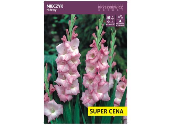 Cebula kwiatowa Mieczyk różowy luz 14 - 16 cm