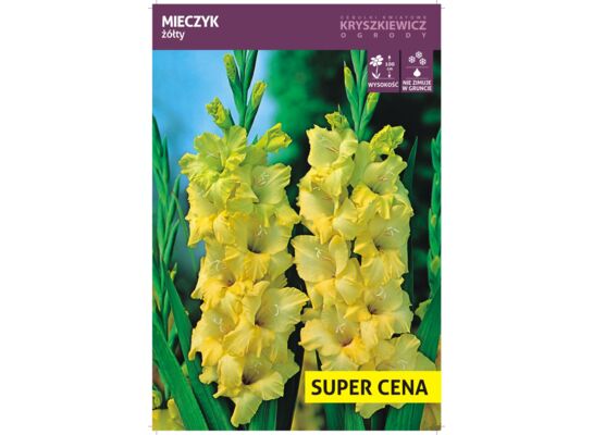 Cebula kwiatowa Mieczyk żółty luz 14 - 16 cm